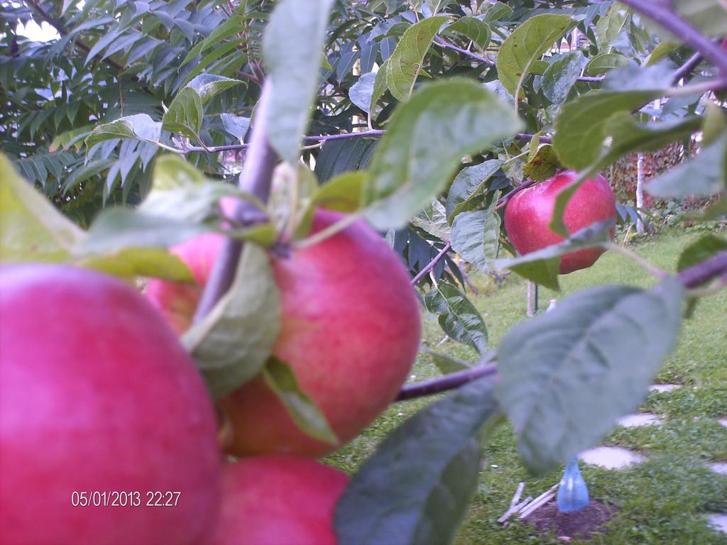 莫伊西德约斯 科特阿莫尔膳食旅馆酒店 外观 照片